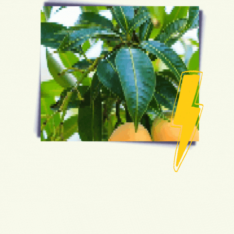 Mango Leaves
