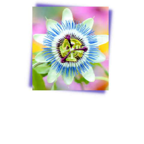 Passionflower