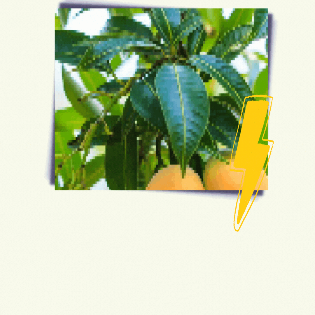 About brewtropic